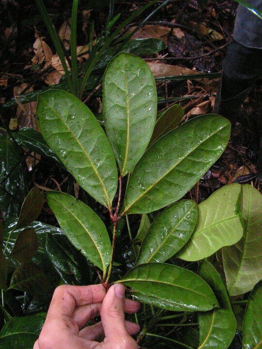An infusion based on Catuaba leaves increases potency before sex