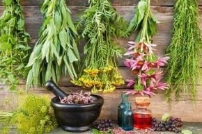 Herbs for potency